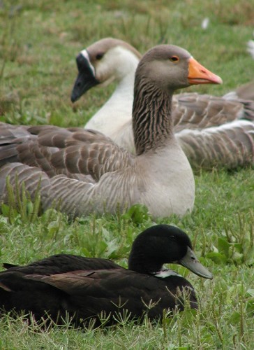 Birds_at_the_park