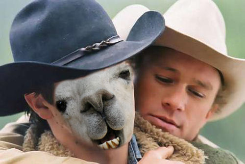 Brokeback_Llama
