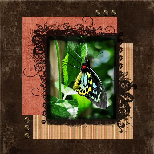 Butterfly_-_SUAS_Week_5