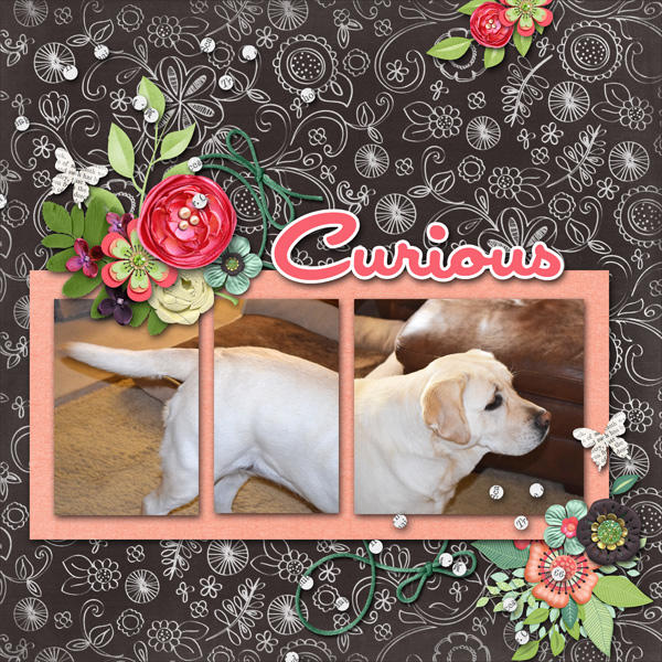 Curious4