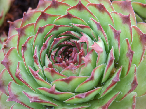DSCF2256a