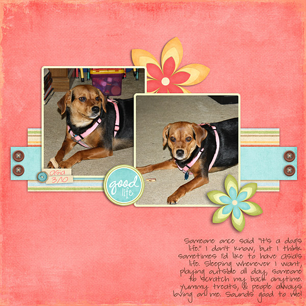 DogsLifeWeb