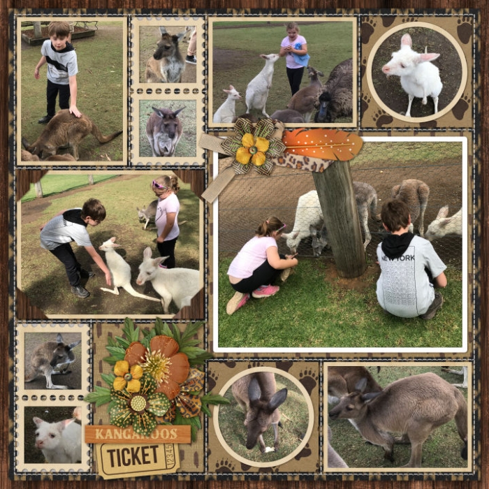 HV_ZOO_Kangaroos700