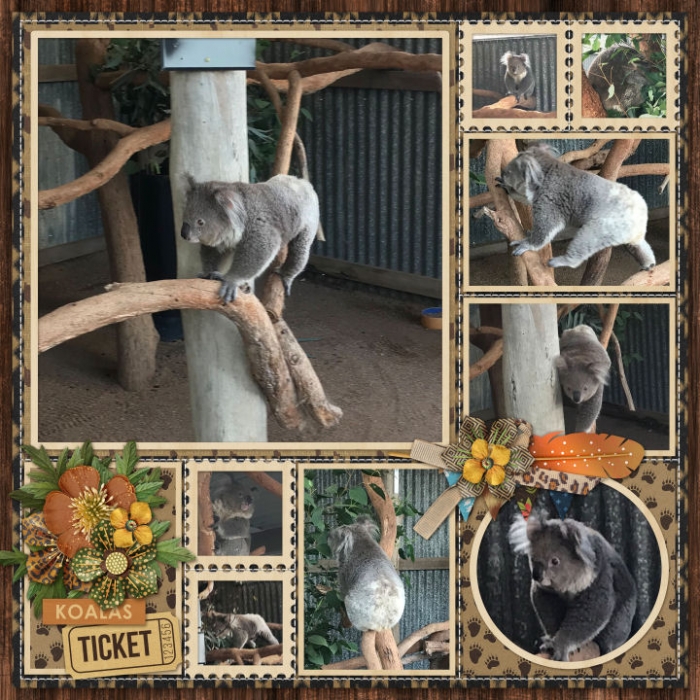 HV_ZOO_Koalas700
