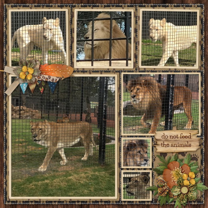 HV_ZOO_Lions700