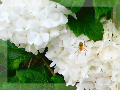 Itsy_Bitsy_Spider_w