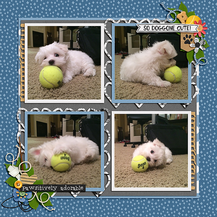 MaxBall_SDD