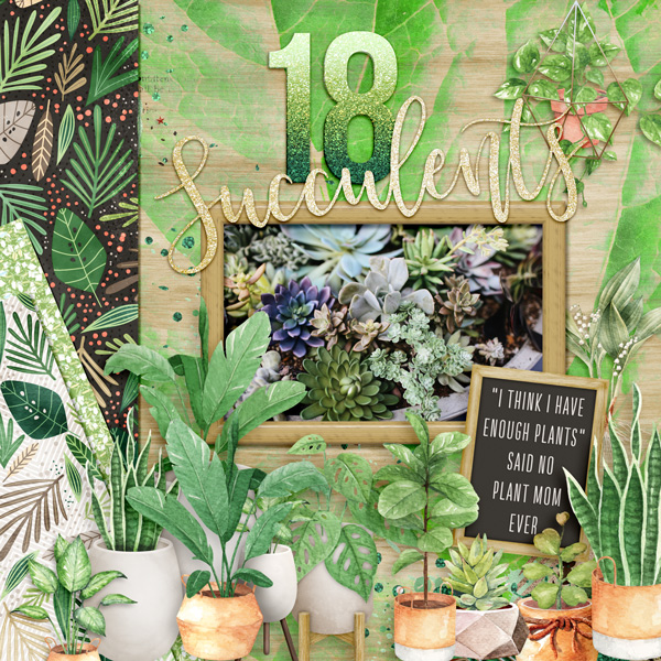 Plant-Life---18-Succulents