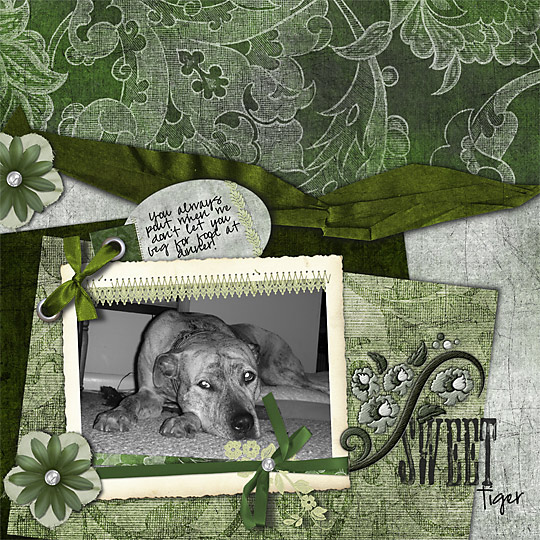 Sweet-Tiger