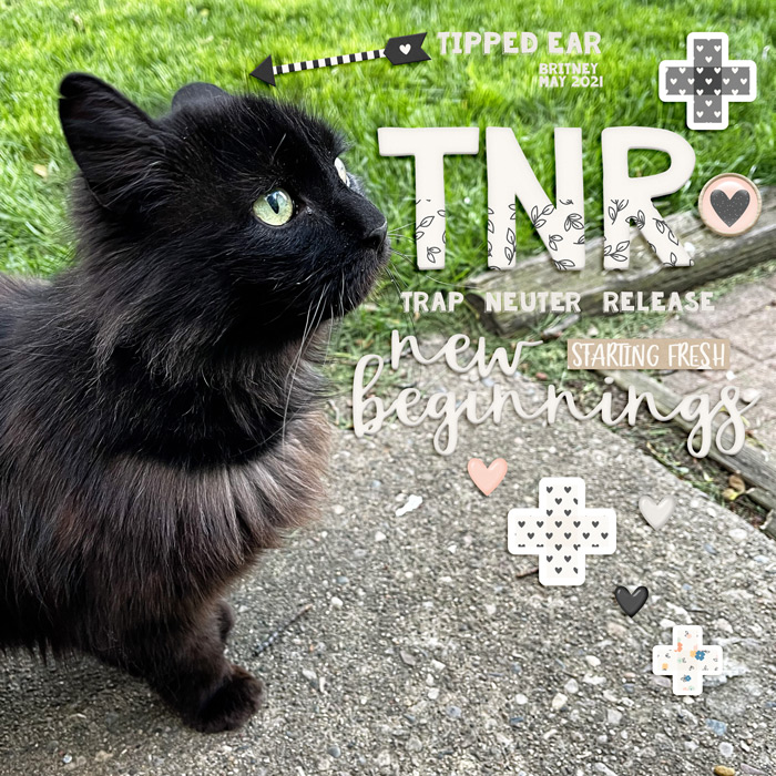 TNR-700