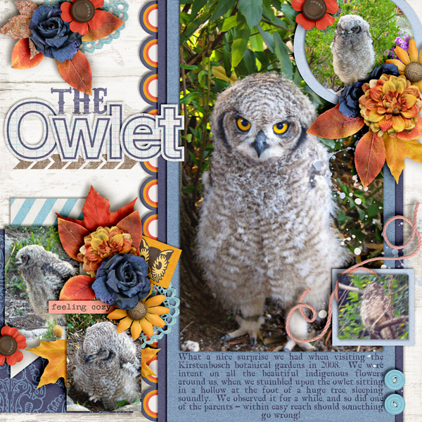 The-owlet-244