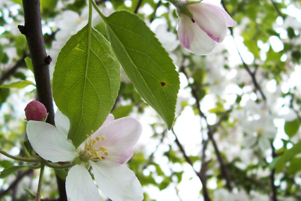 apple_blossom_1_adjusted