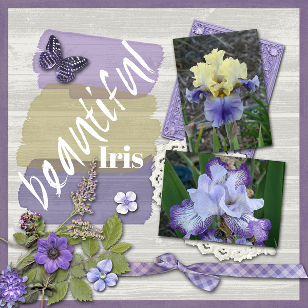 beautiful-Iris