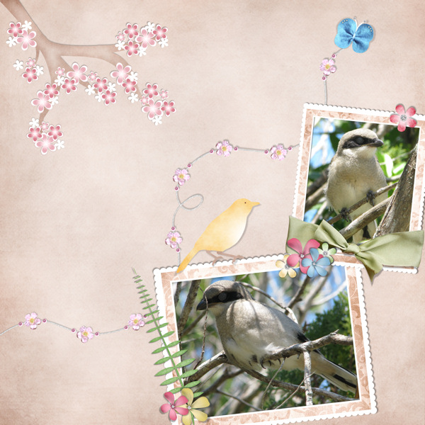 bird