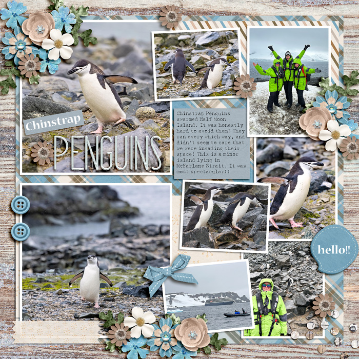 chinstrap_penguins