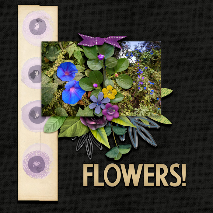cmg-spring-pansy-