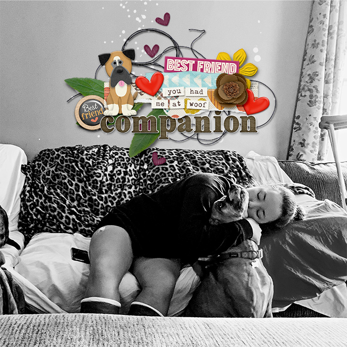 companion_sm