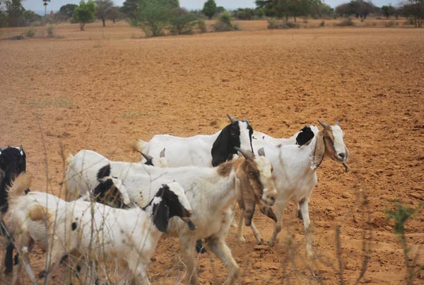 cows