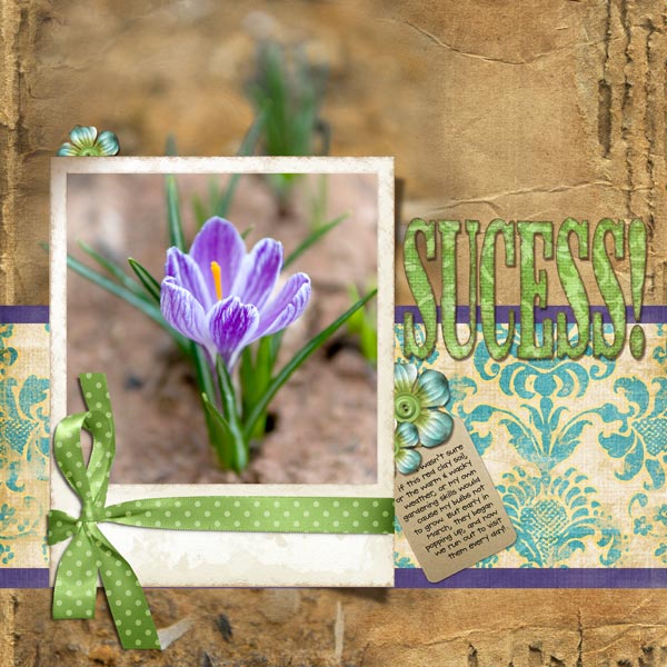 crocussucess