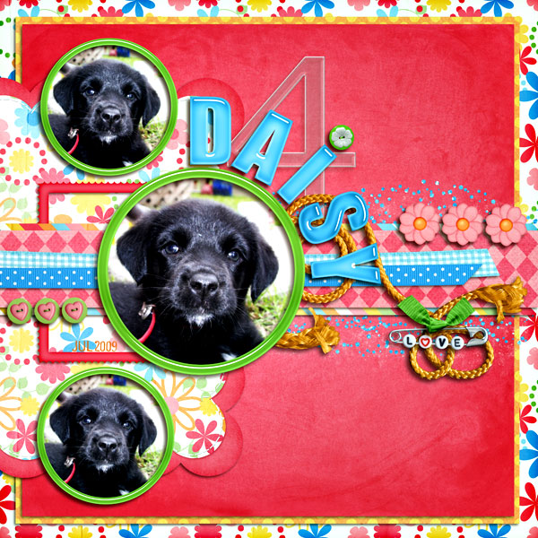 daisy-42