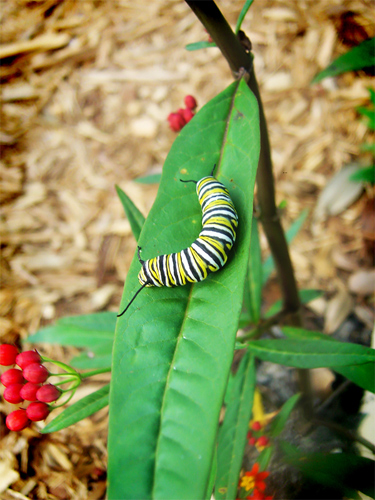 firstcaterpillar08