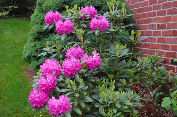 flowers6