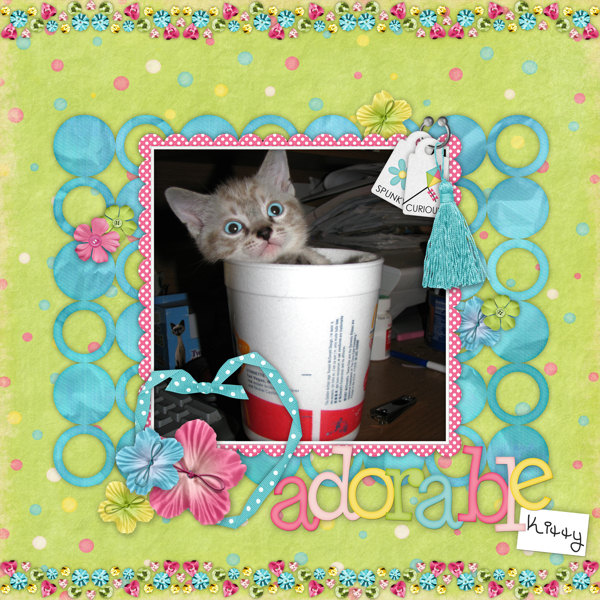 franky_the_cat