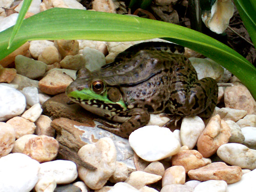 froggie-web