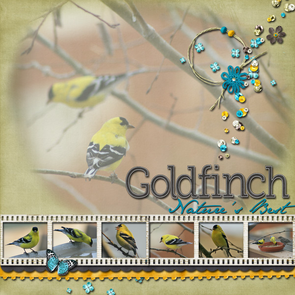 goldfinch