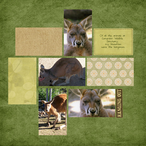 hanging-out---kangaroos-2