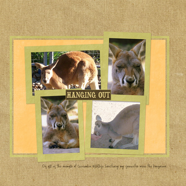 hanging-out---kangaroos