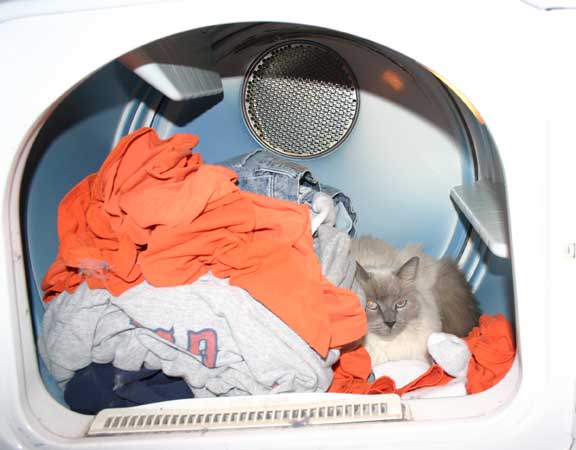 jasper_in_dryer_resized