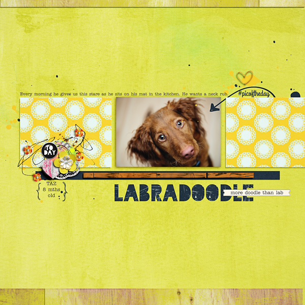 labradoodle-copy