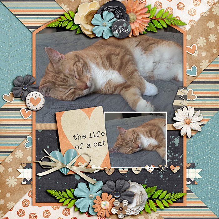 lifeofacat