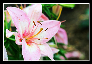 lily3