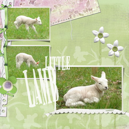 littlelamb_s