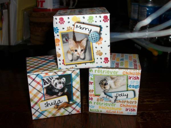 Pet of the Week Photo Cubes