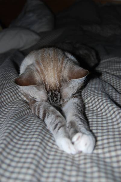 Shutterbug challenge #19: sleep (original photo)