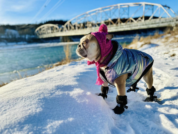 Stella