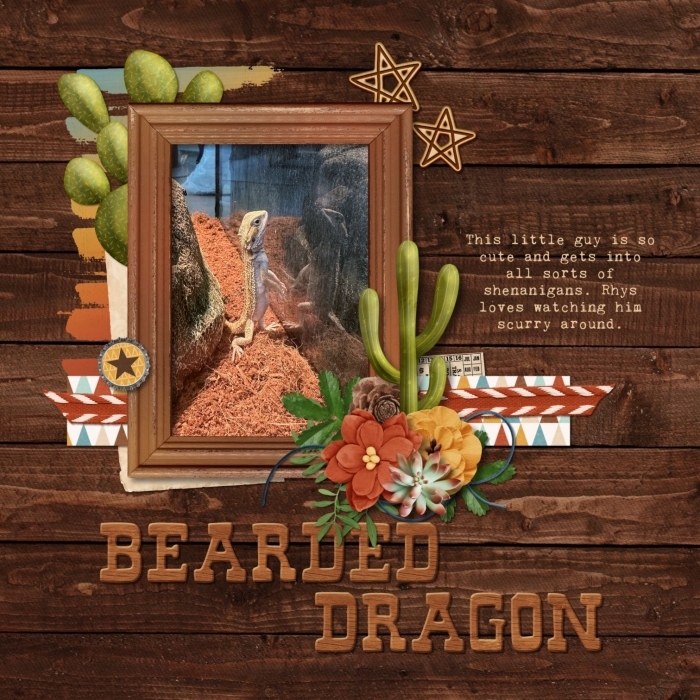BeardedDragonReflection