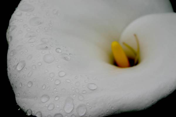 Beauty!
