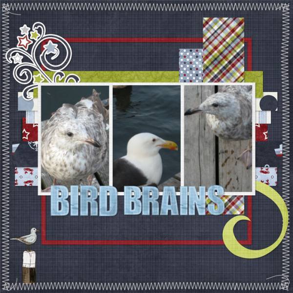 Bird Brains - Cookie #37