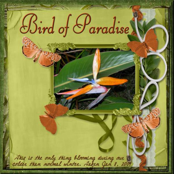 Bird of Paradise