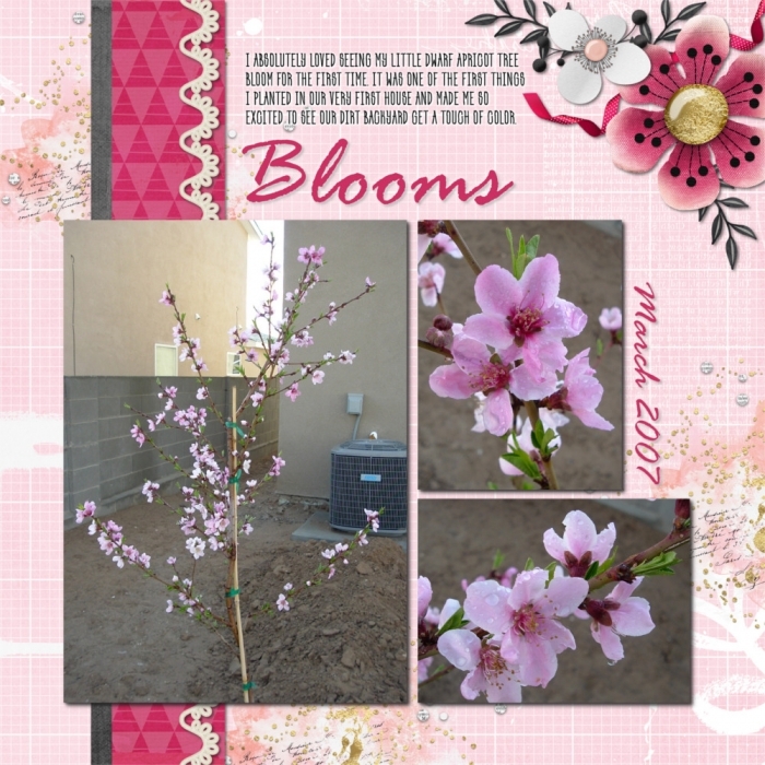 Bloom