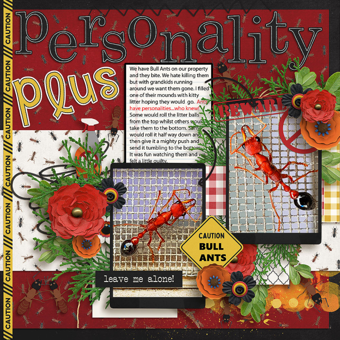 Bull Ants - Personality Plus