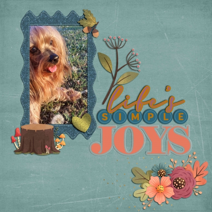 Chico Dandelion