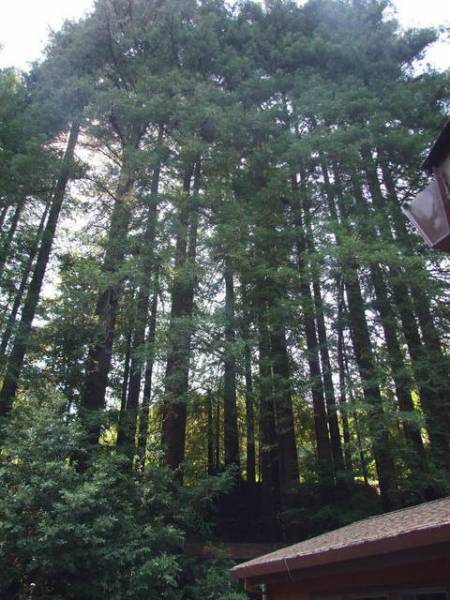 Trees