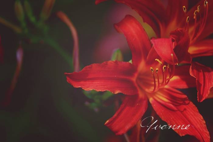 Flower
