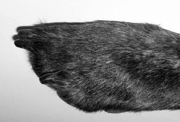Groomed Paw Close-Up