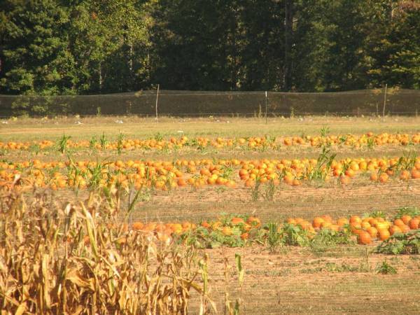 Shutterfly Shakedown #31 - Fall Colors